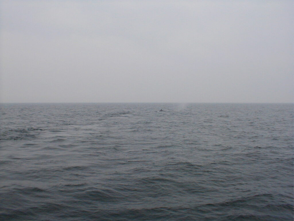 No description provided for: /2002/07-09/0712-jhu-cty-lcf/_3/photo060.html