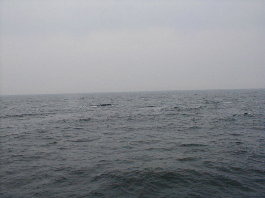 No description provided for: /2002/07-09/0712-jhu-cty-lcf/_3/photo061.html