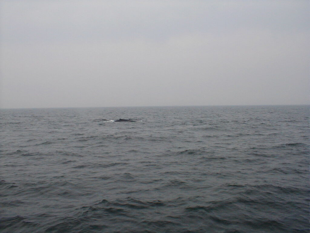 No description provided for: /2002/07-09/0712-jhu-cty-lcf/_3/photo063.html