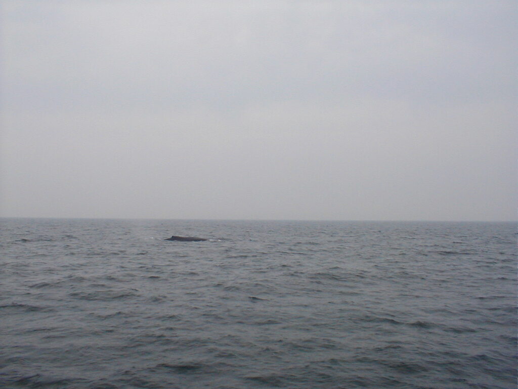 No description provided for: /2002/07-09/0712-jhu-cty-lcf/_3/photo064.html