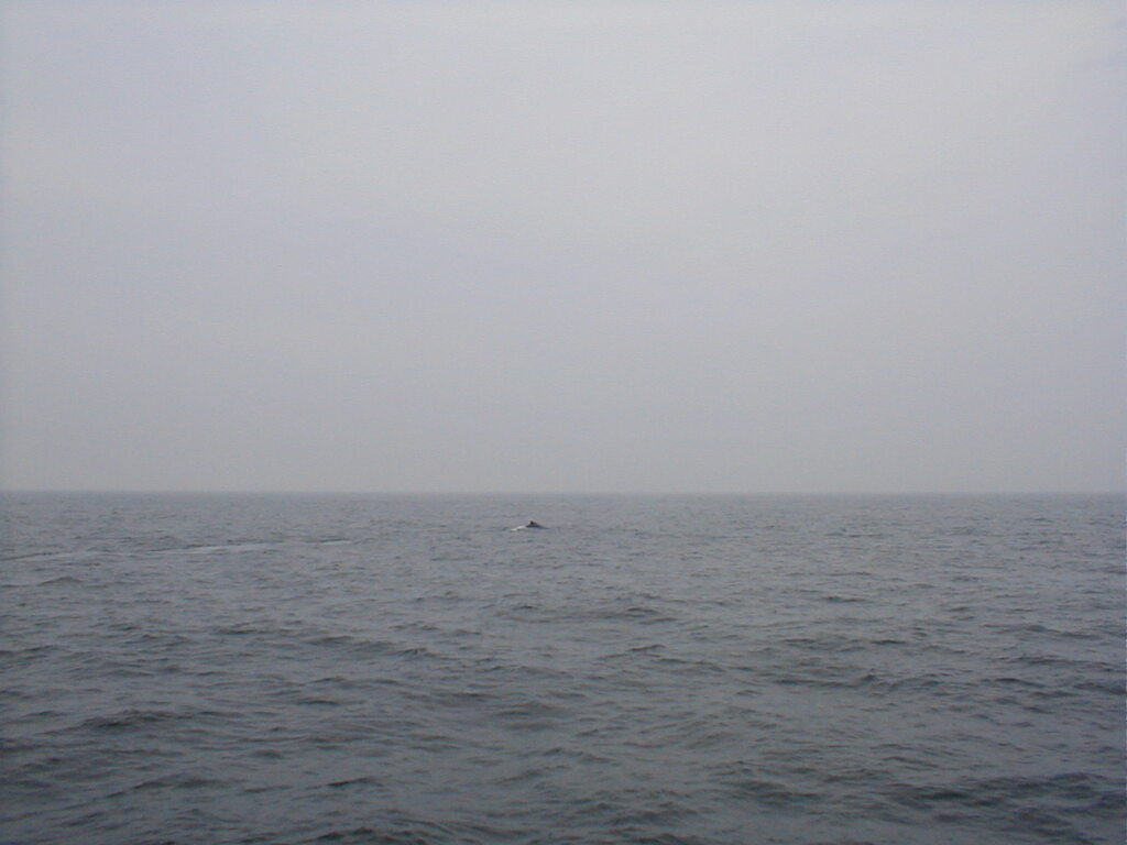 No description provided for: /2002/07-09/0712-jhu-cty-lcf/_3/photo067.html