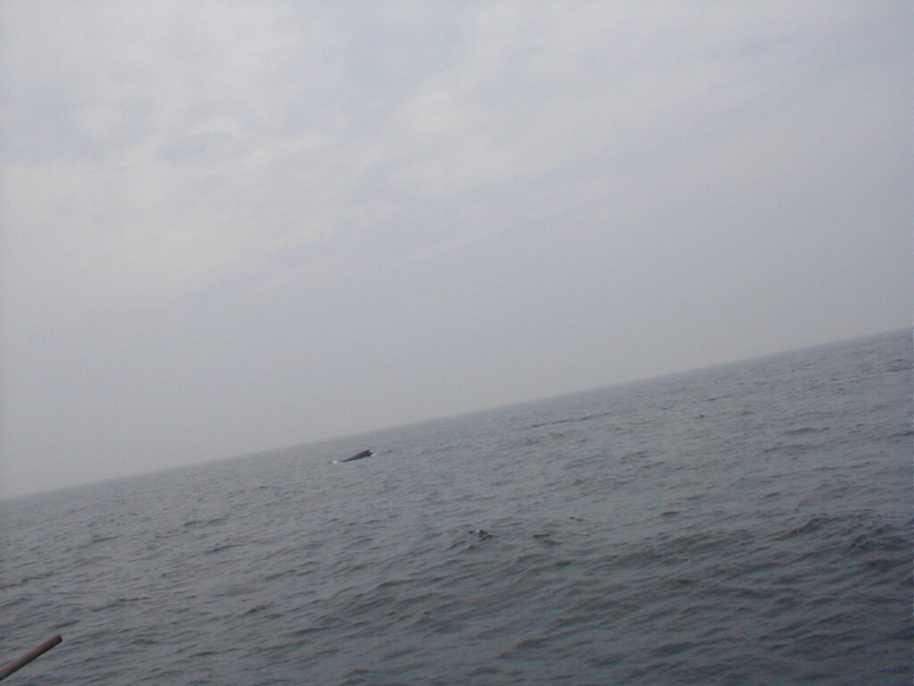 No description provided for: /2002/07-09/0712-jhu-cty-lcf/_3/photo069.html