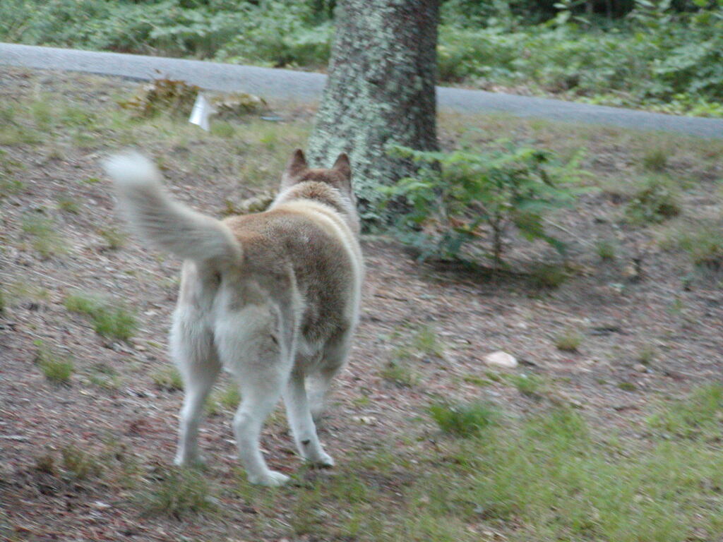 No description provided for: /2002/07-09/0719-snowball/photo01.html