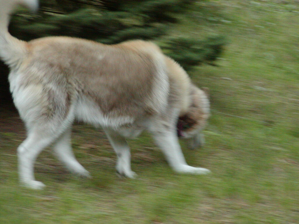 No description provided for: /2002/07-09/0719-snowball/photo02.html