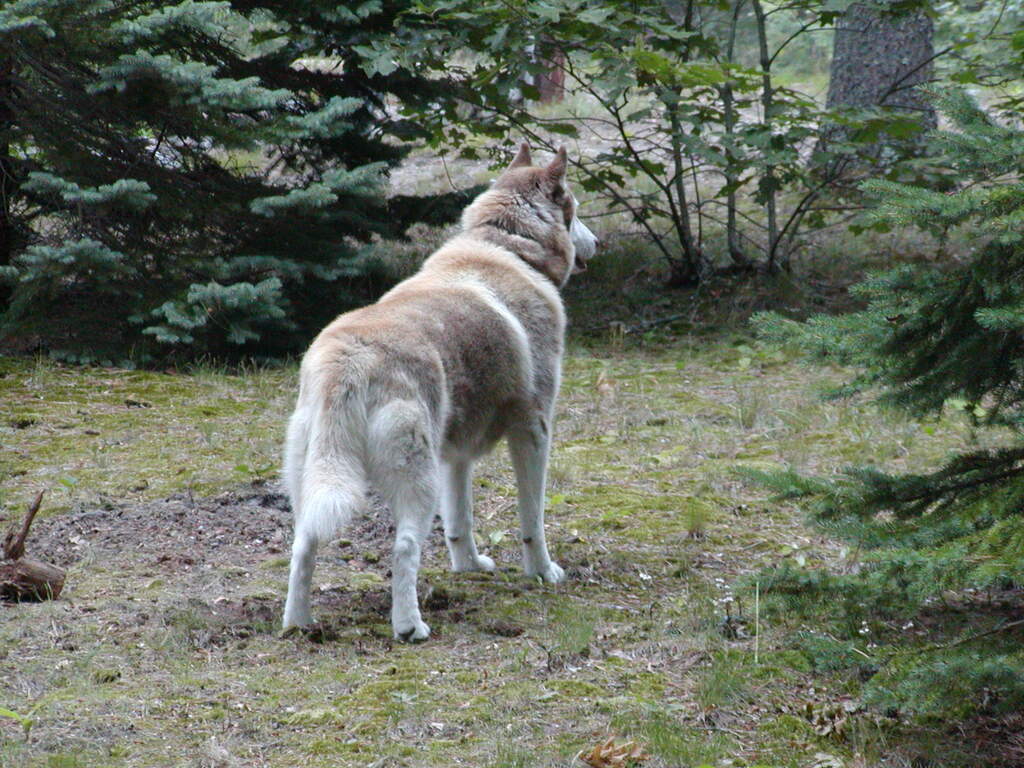 No description provided for: /2002/07-09/0719-snowball/photo03.html