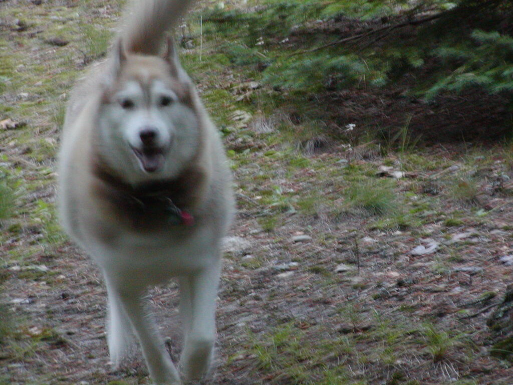 No description provided for: /2002/07-09/0719-snowball/photo04.html