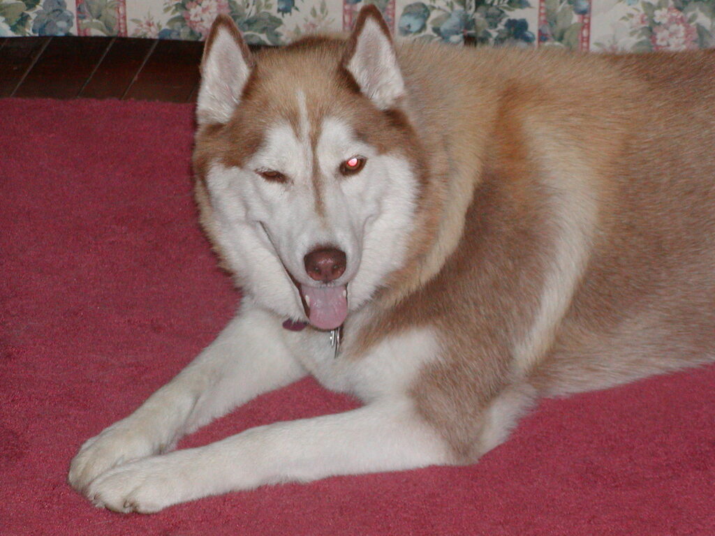 No description provided for: /2002/07-09/0724-cape-sam+snowball/photo04.html