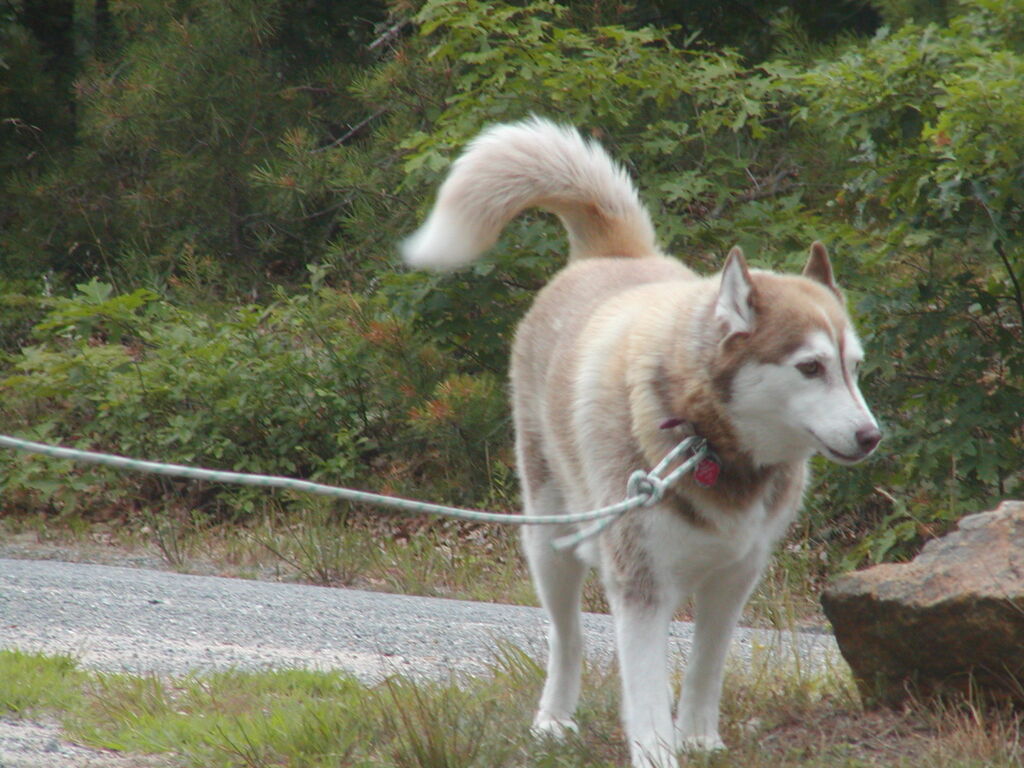 No description provided for: /2002/07-09/0728-snowball-walk-to-pond/photo02.html