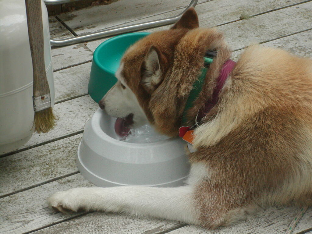 No description provided for: /2002/07-09/0728-snowball-walk-to-pond/photo08.html