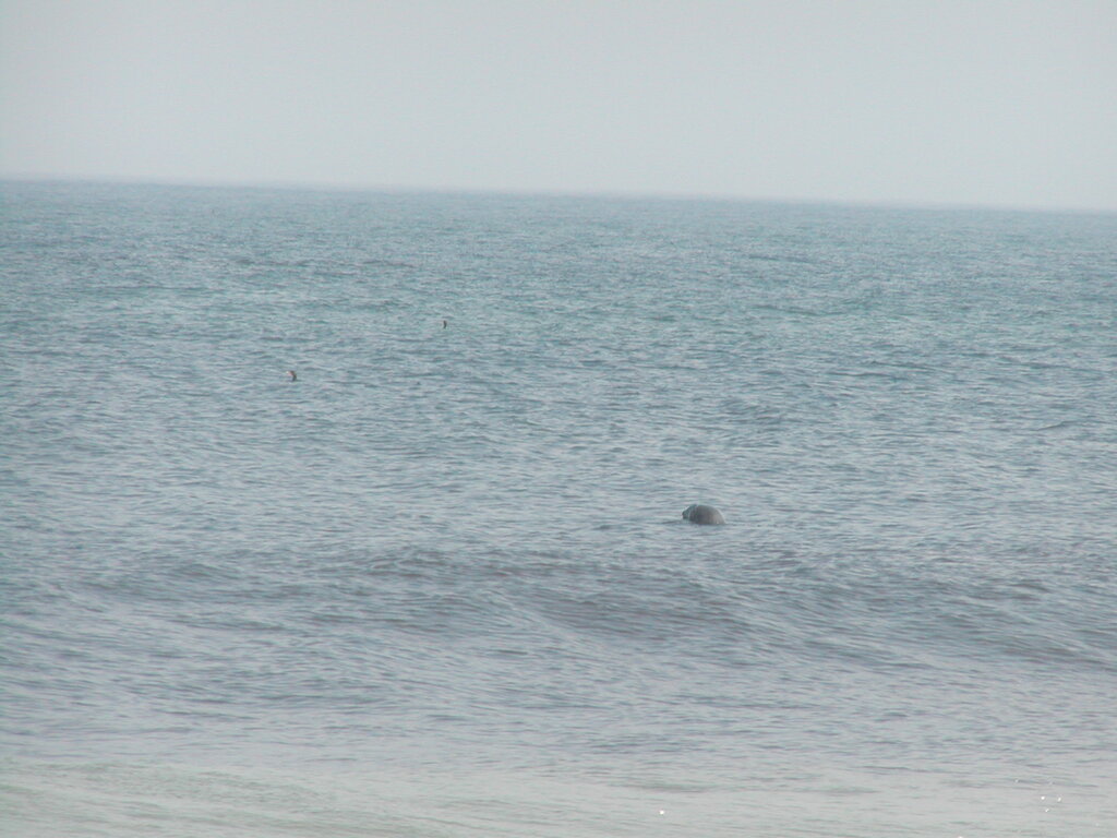 No description provided for: /2002/07-09/0729-kayak-to-nauset/photo01.html