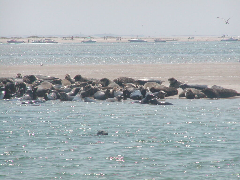 No description provided for: /2002/07-09/0804-seal-tour/_1/photo09.html