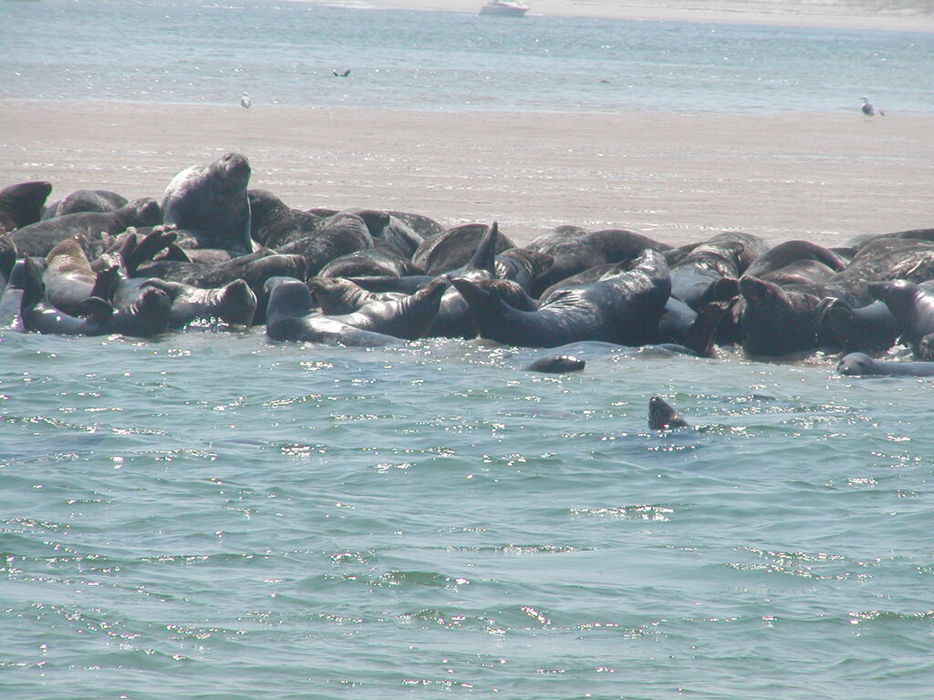 No description provided for: /2002/07-09/0804-seal-tour/_1/photo10.html
