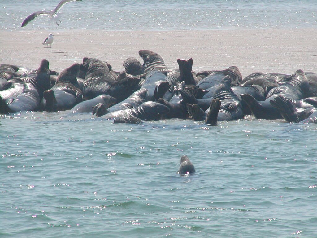 No description provided for: /2002/07-09/0804-seal-tour/_1/photo11.html