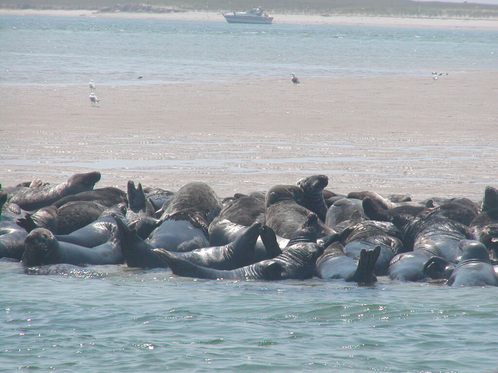 No description provided for: /2002/07-09/0804-seal-tour/_1/photo12.html