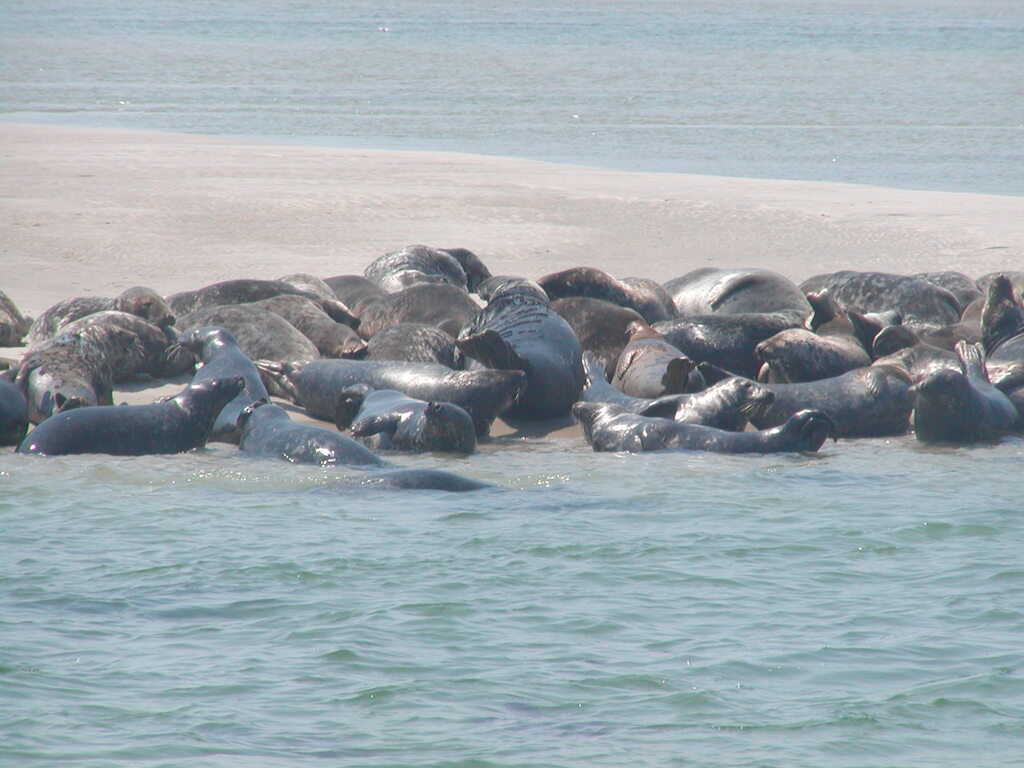 No description provided for: /2002/07-09/0804-seal-tour/_1/photo14.html