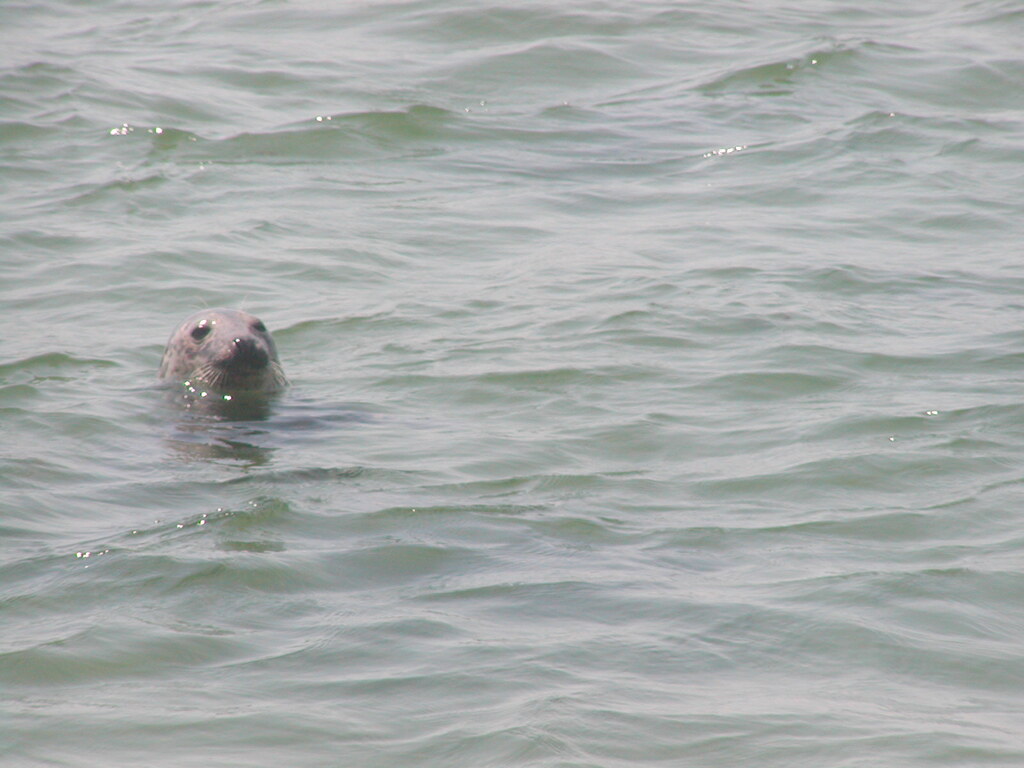 No description provided for: /2002/07-09/0804-seal-tour/_1/photo15.html