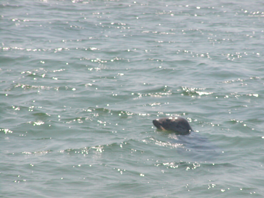 No description provided for: /2002/07-09/0804-seal-tour/_1/photo16.html