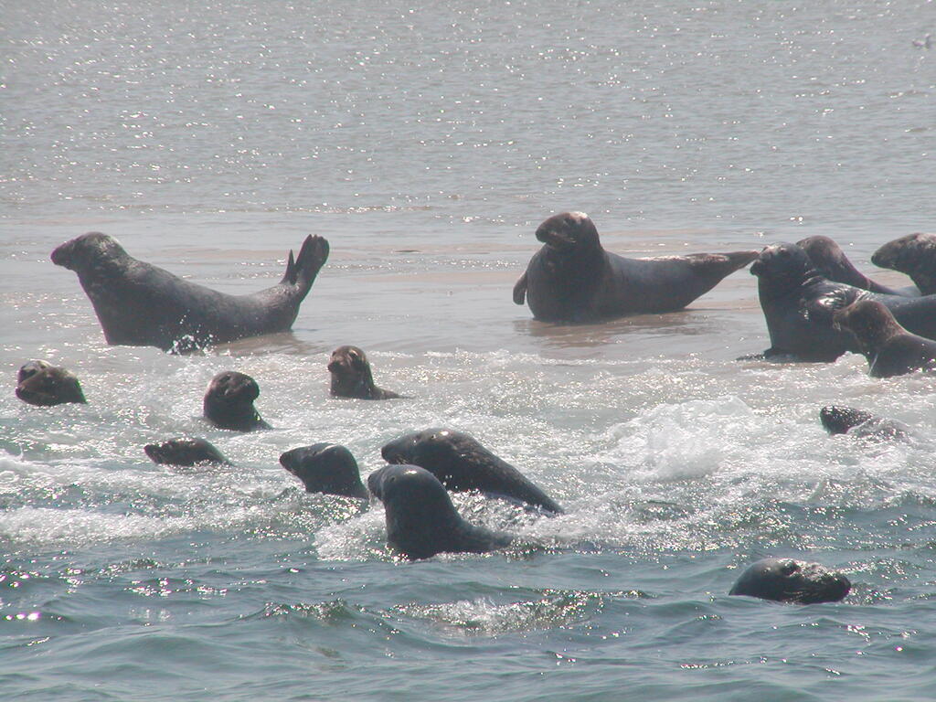 No description provided for: /2002/07-09/0804-seal-tour/_1/photo17.html