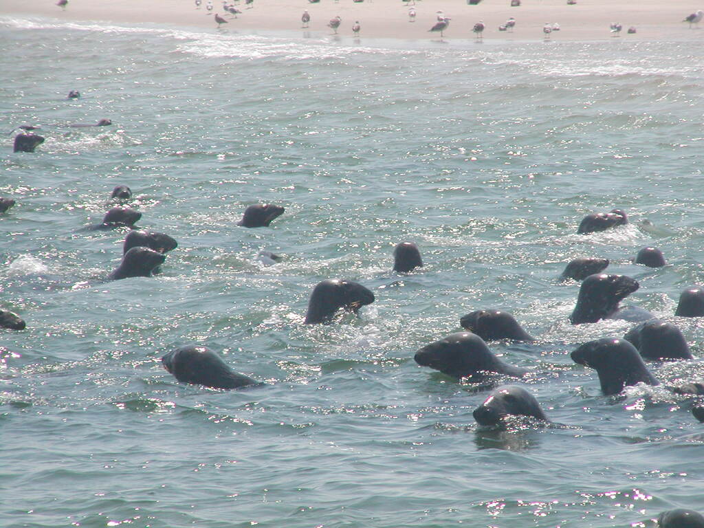 No description provided for: /2002/07-09/0804-seal-tour/_1/photo18.html