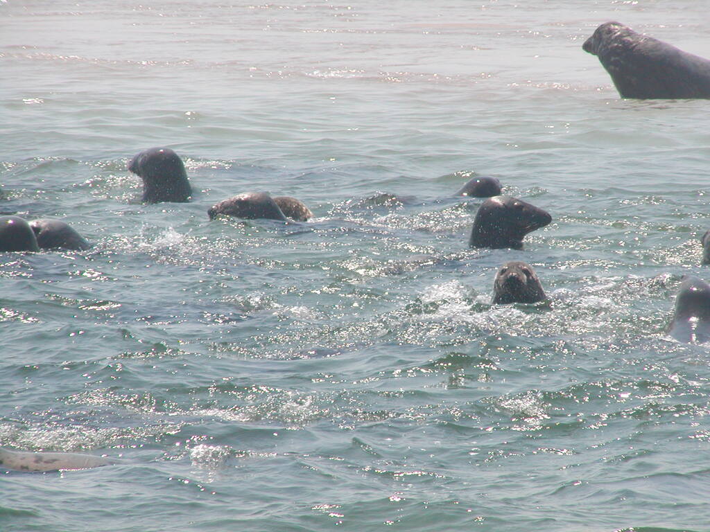 No description provided for: /2002/07-09/0804-seal-tour/_2/photo19.html