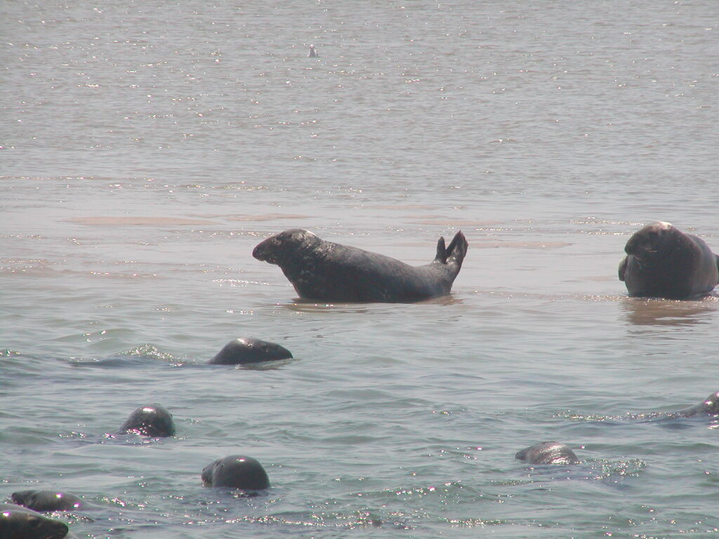 No description provided for: /2002/07-09/0804-seal-tour/_2/photo20.html