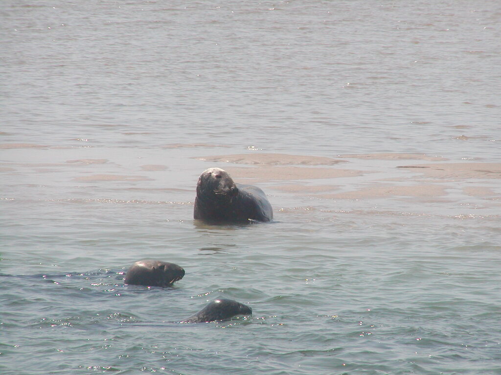 No description provided for: /2002/07-09/0804-seal-tour/_2/photo21.html