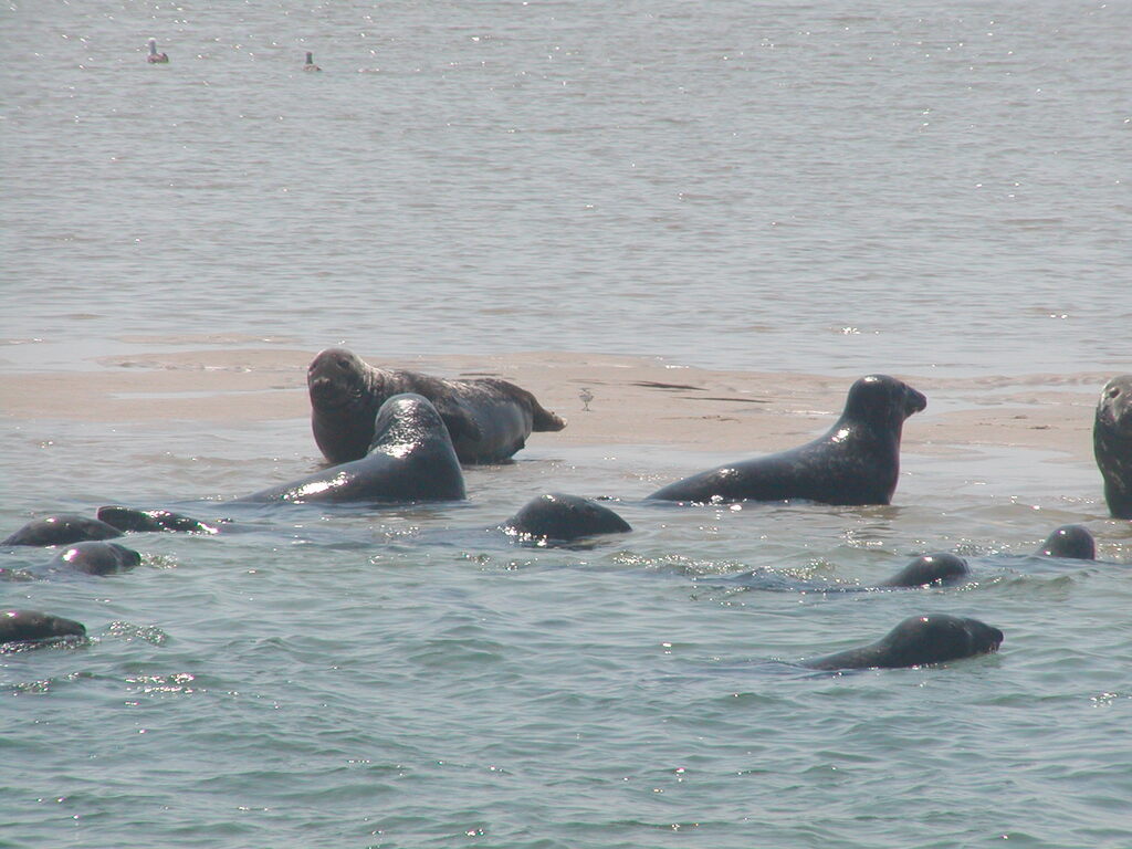 No description provided for: /2002/07-09/0804-seal-tour/_2/photo22.html