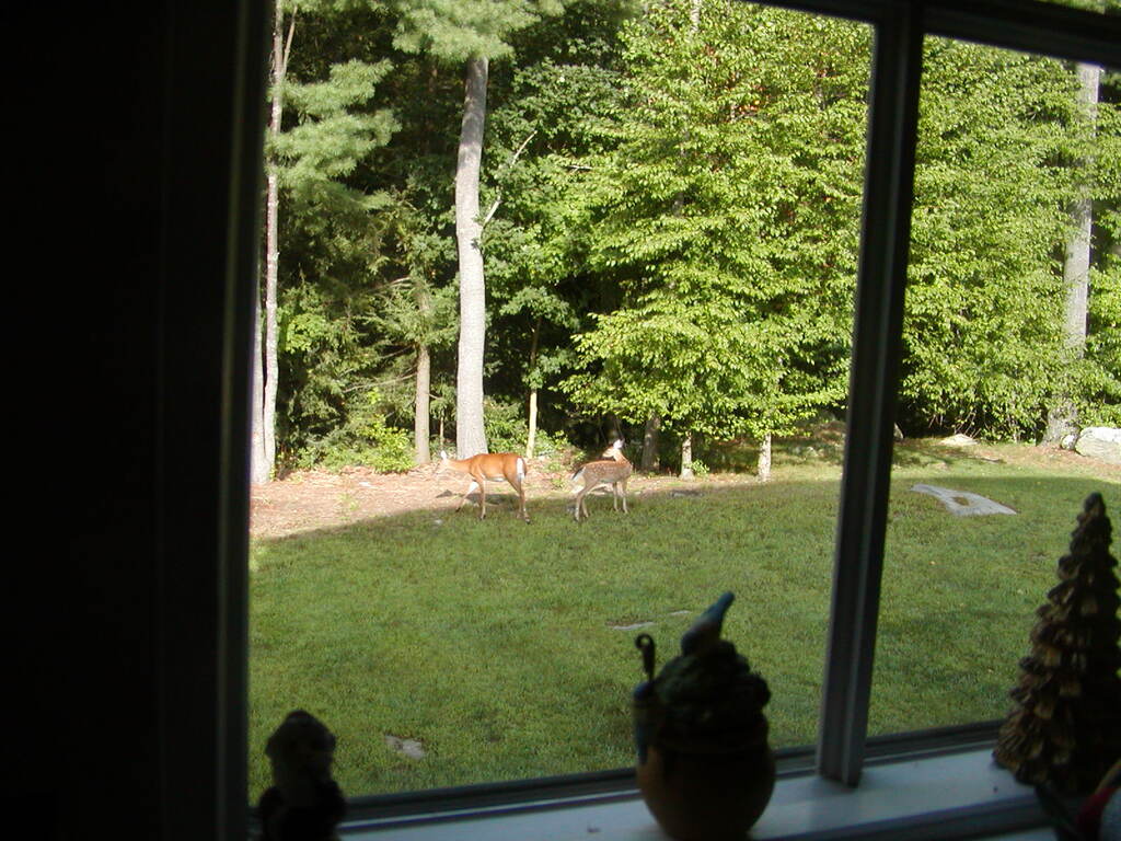 No description provided for: /2002/07-09/0826-deer/photo01.html
