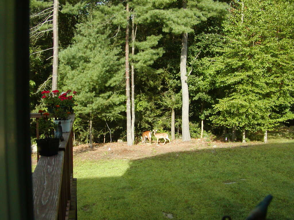 No description provided for: /2002/07-09/0826-deer/photo02.html