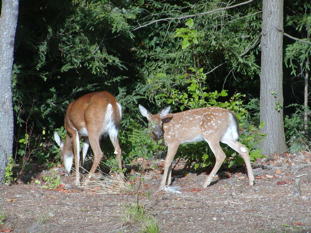 No description provided for: /2002/07-09/0826-deer/photo03.html