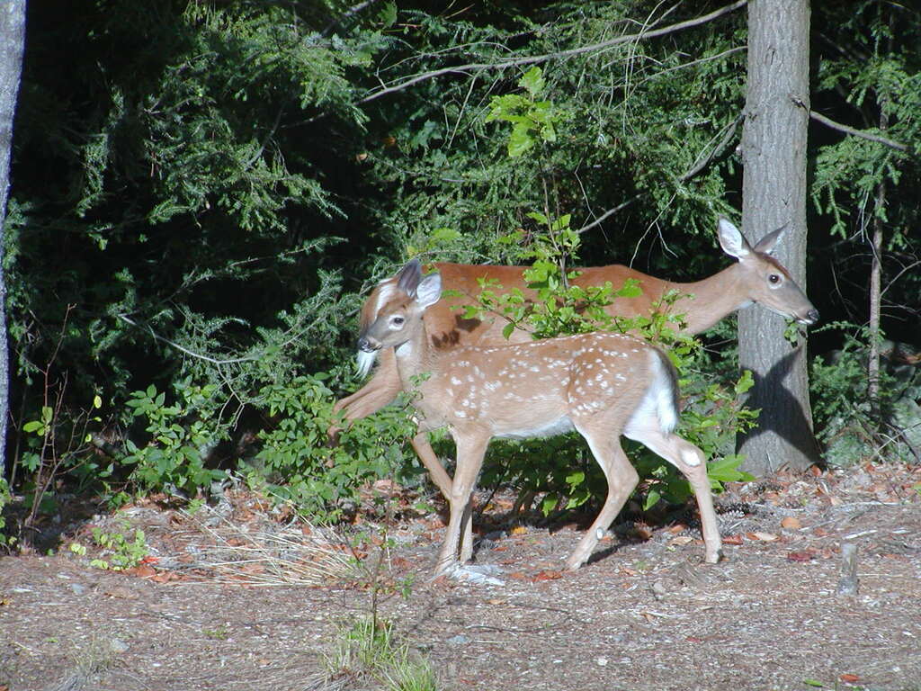 No description provided for: /2002/07-09/0826-deer/photo04.html