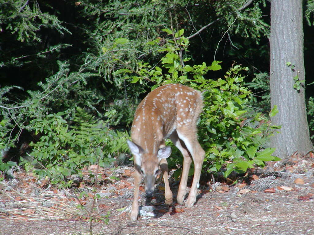 No description provided for: /2002/07-09/0826-deer/photo05.html