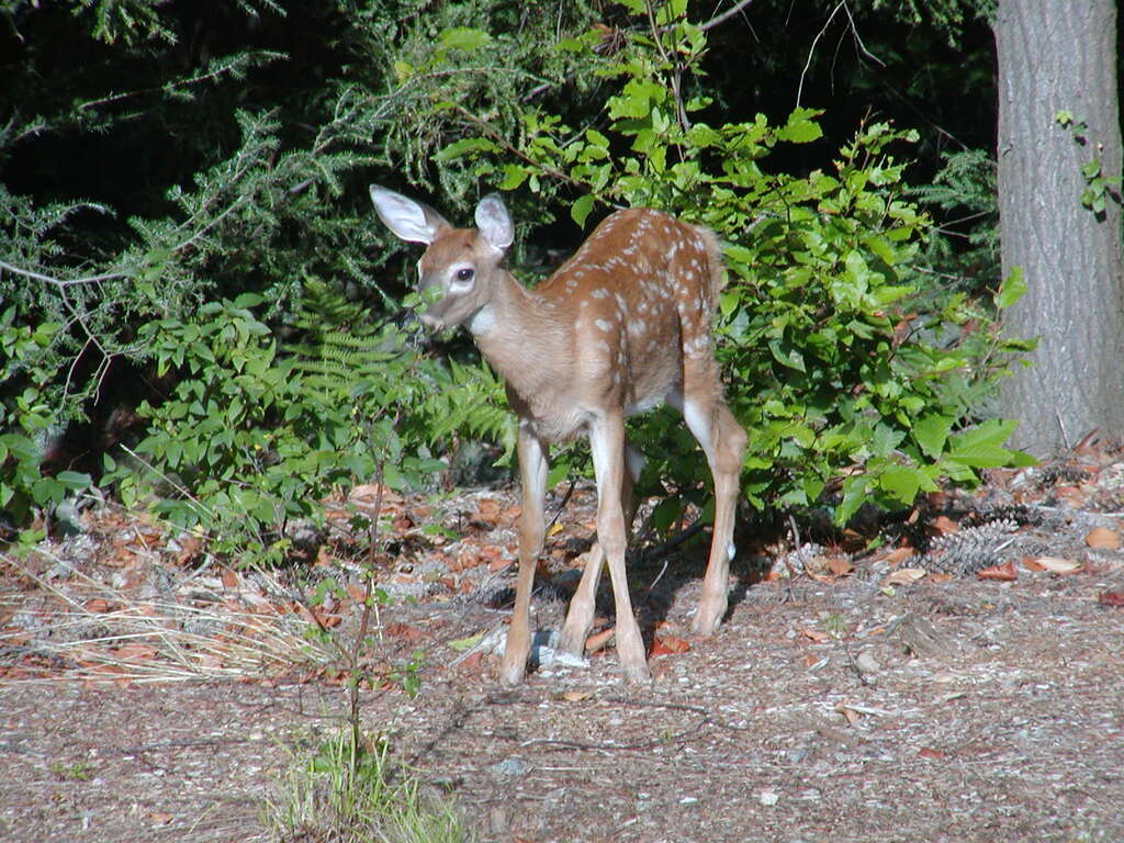 No description provided for: /2002/07-09/0826-deer/photo06.html