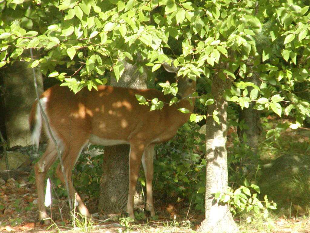 No description provided for: /2002/07-09/0826-deer/photo07.html