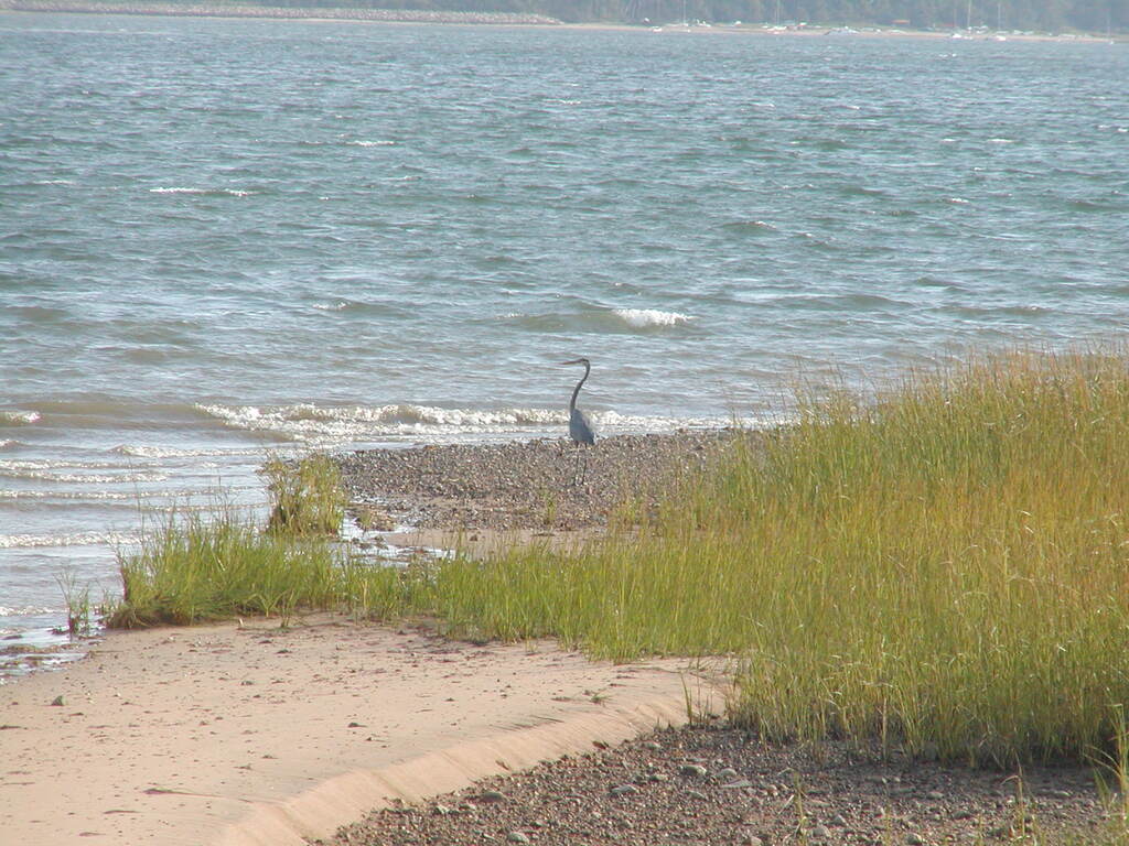 No description provided for: /2002/07-09/0914-blue-heron/photo02.html
