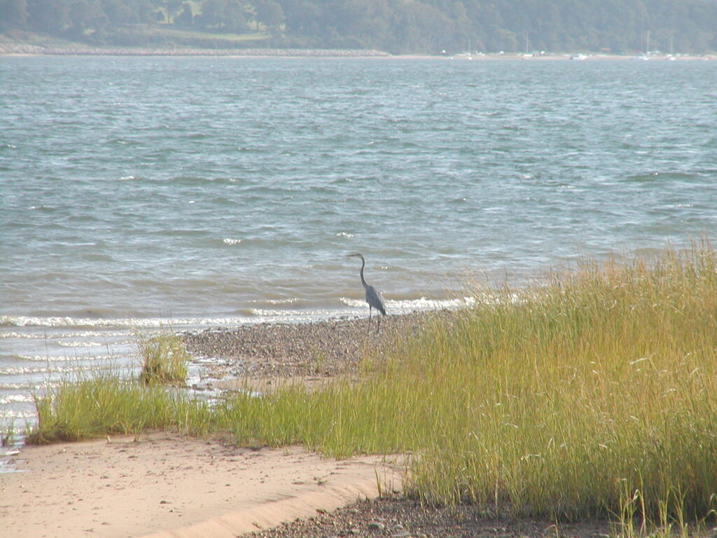 No description provided for: /2002/07-09/0914-blue-heron/photo03.html