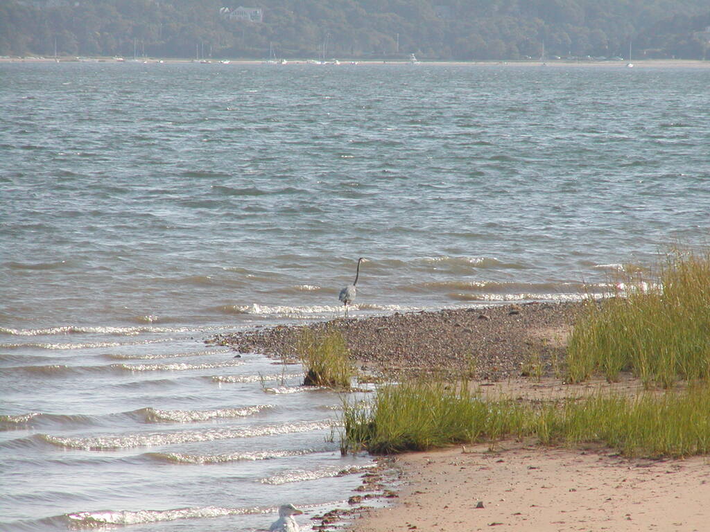 No description provided for: /2002/07-09/0914-blue-heron/photo05.html