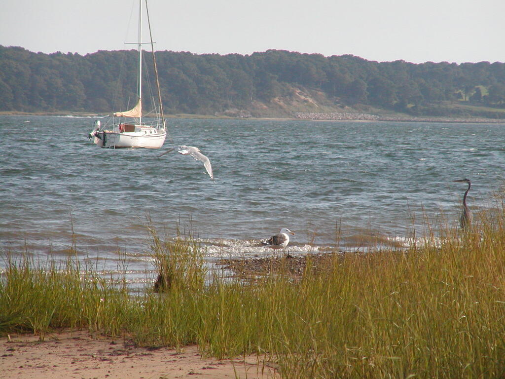 No description provided for: /2002/07-09/0914-blue-heron/photo06.html