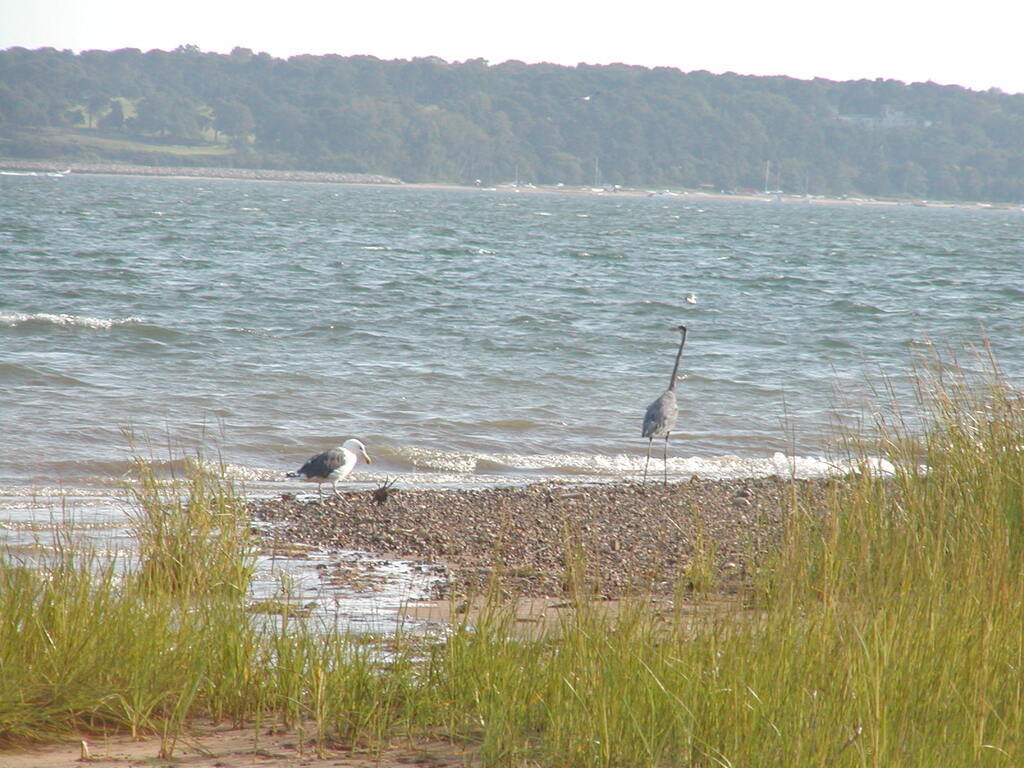 No description provided for: /2002/07-09/0914-blue-heron/photo07.html
