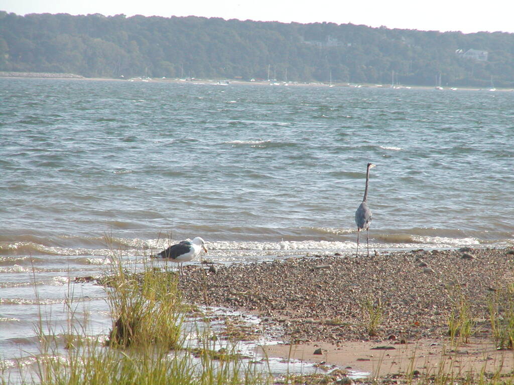 No description provided for: /2002/07-09/0914-blue-heron/photo08.html