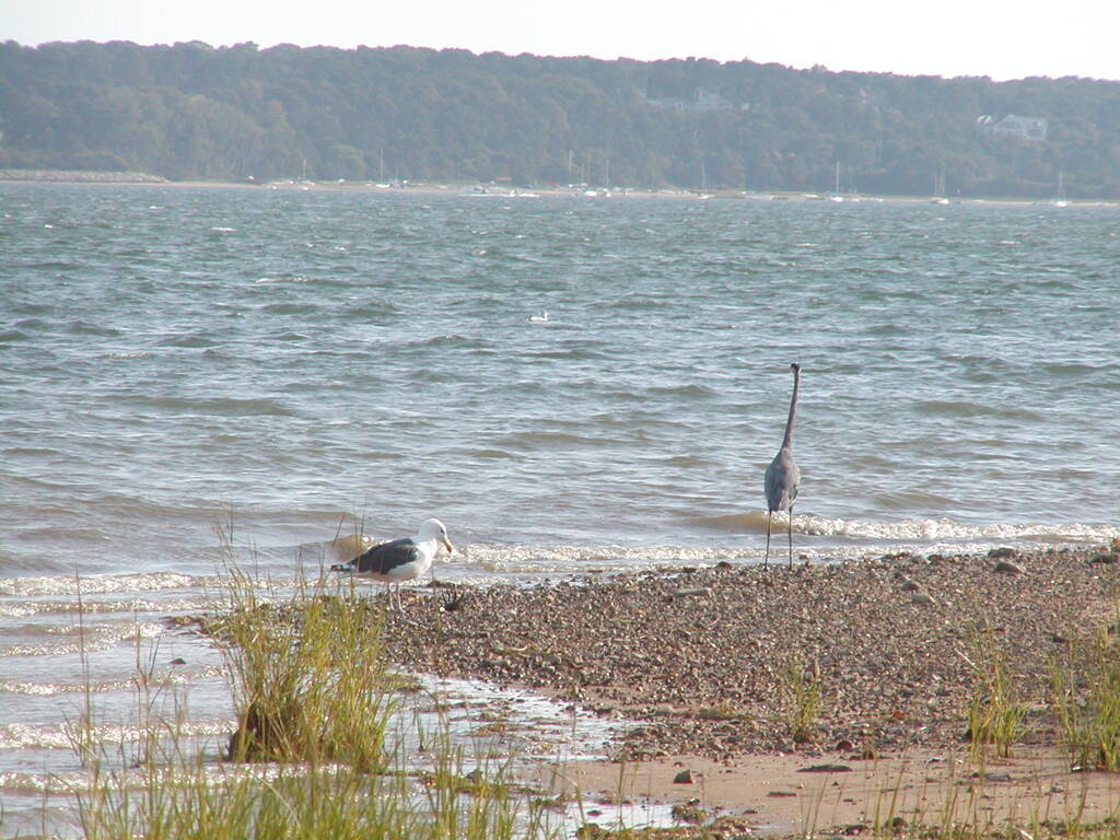 No description provided for: /2002/07-09/0914-blue-heron/photo09.html