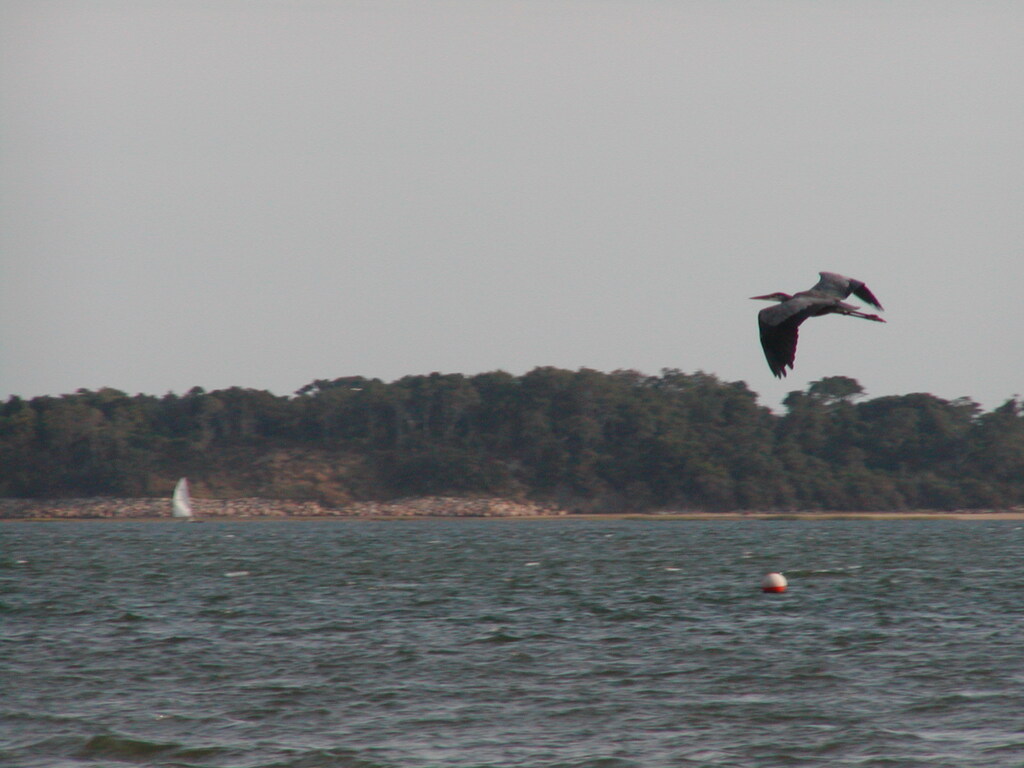 No description provided for: /2002/07-09/0914-blue-heron/photo10.html