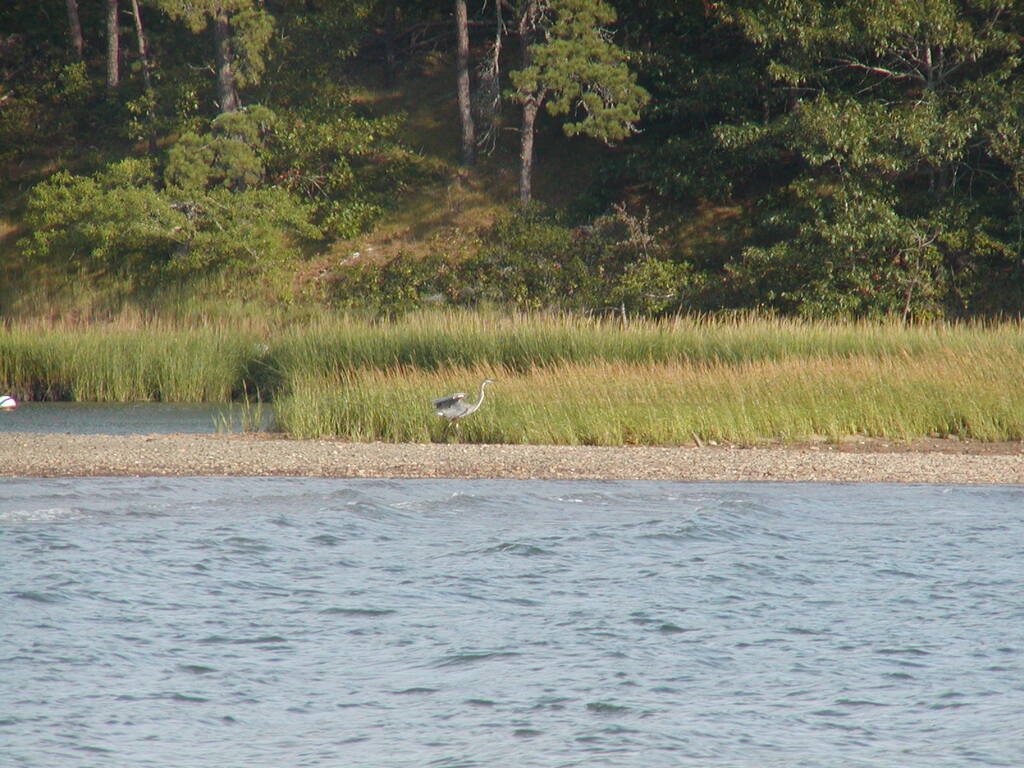 No description provided for: /2002/07-09/0914-blue-heron/photo11.html