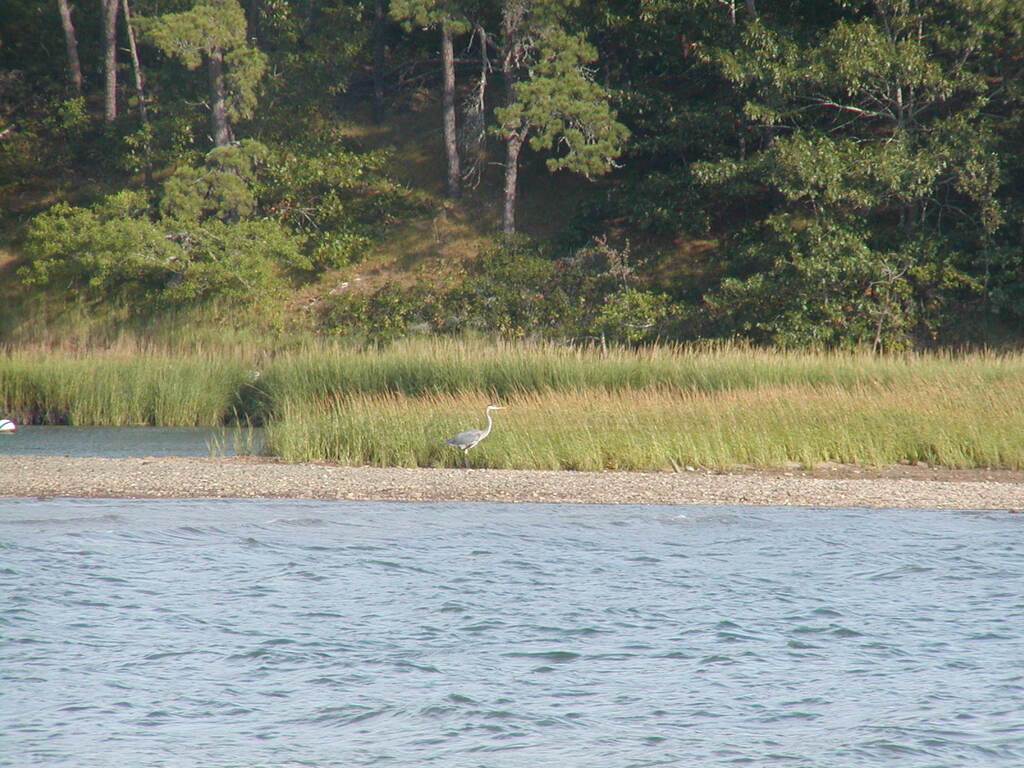 No description provided for: /2002/07-09/0914-blue-heron/photo12.html