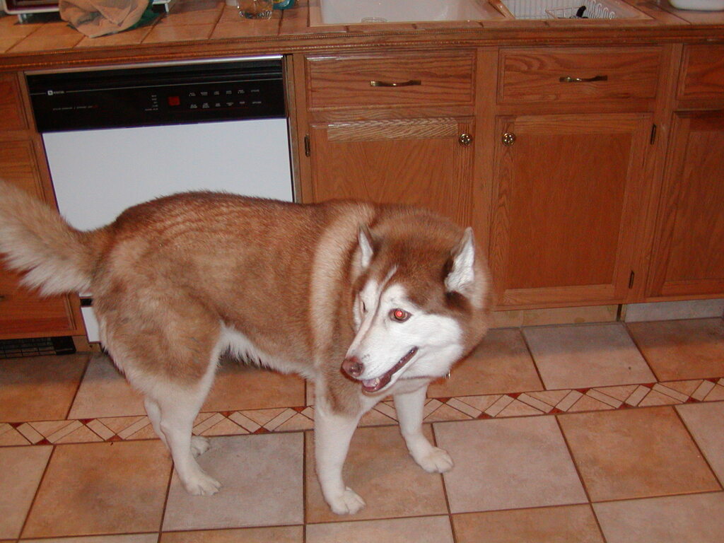 No description provided for: /2002/10-12/1214-gingerbread/photo09.html