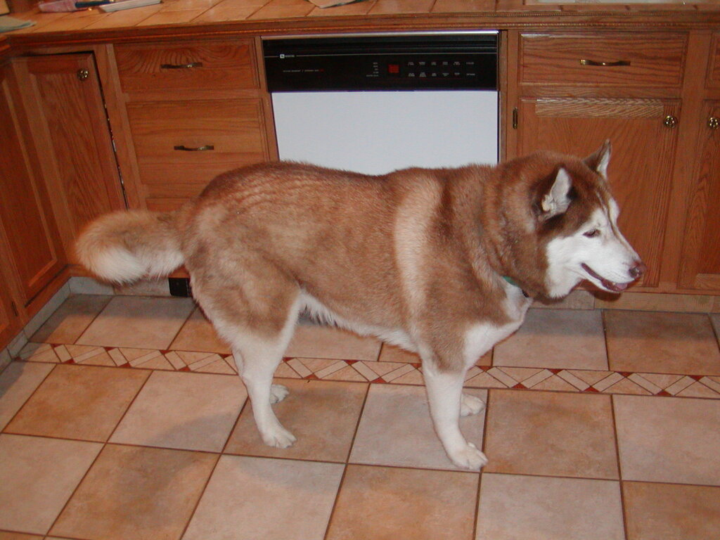 No description provided for: /2002/10-12/1214-gingerbread/photo10.html