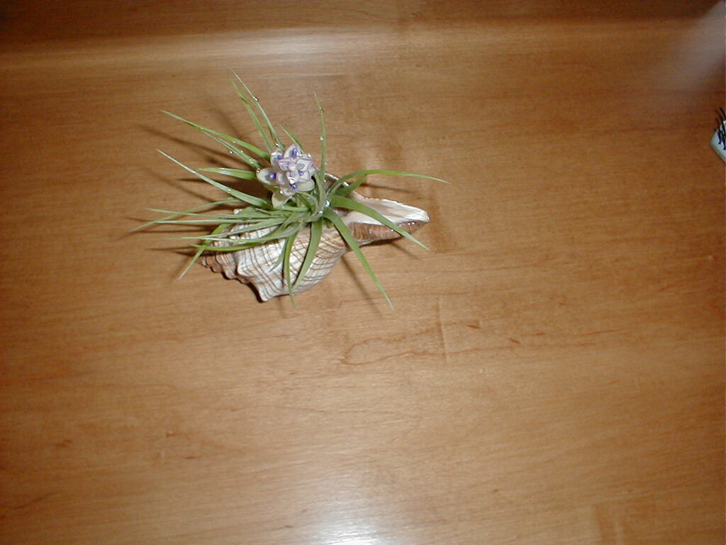 No description provided for: /2003/01-03/0116-megan-bday/photo01.html