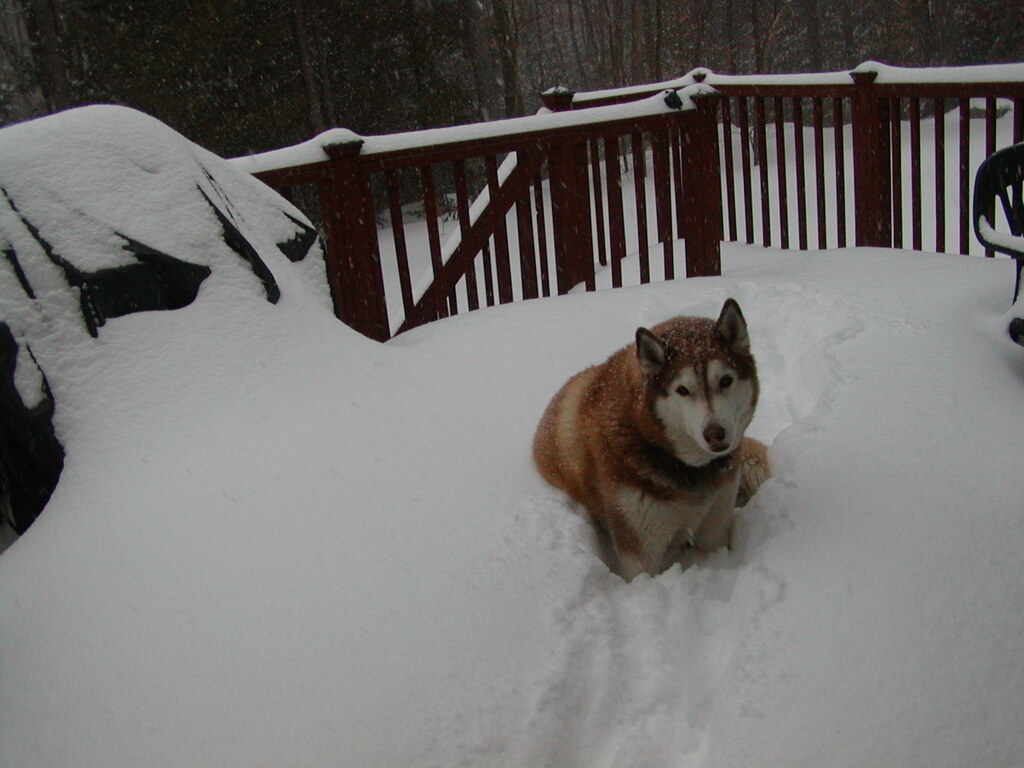 No description provided for: /2003/01-03/0217-more-snow/photo01.html