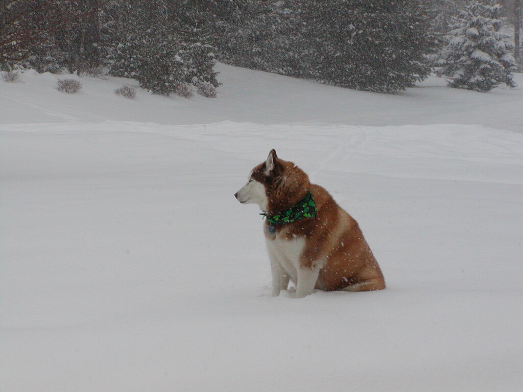 No description provided for: /2003/01-03/0306-snowball/photo01.html