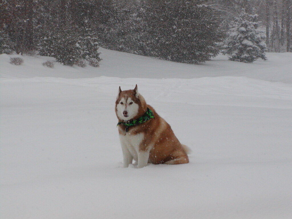 No description provided for: /2003/01-03/0306-snowball/photo02.html